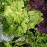 green lettuce.jpg - 